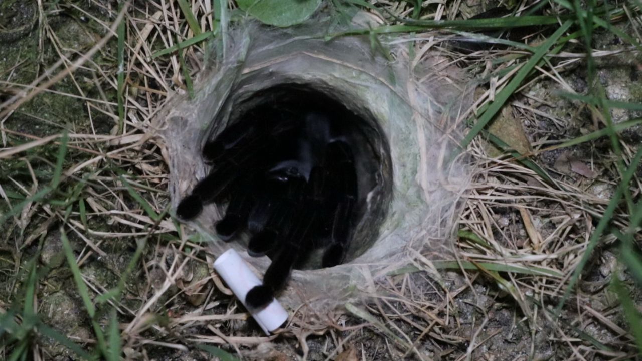 มาแล้ว คอหวยทำพิธีขอเลขเสี่ยงทาย “พญาบึ้ง” อ่างทอง ลุ้นโชคงวด 16/4/69เกี่ยวกับเลขเด็ด