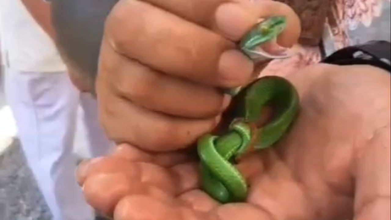 ส่องเลขเด็ด งูเขียวหางไหม้โผล่จากกะโหลกศพไร้ญาติ กลางพิธีล้างป่าช้าเกี่ยวกับเลขเด็ด