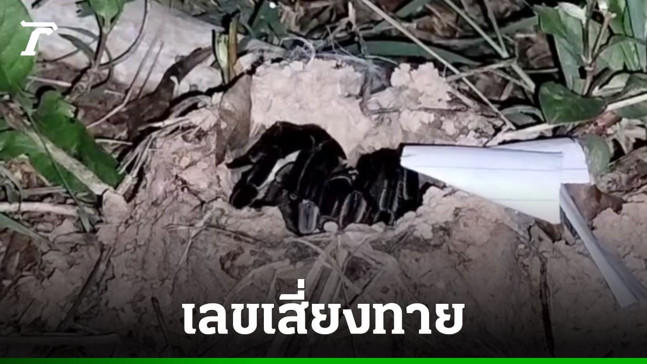 รอนานแต่ไม่ถอดใจ คอหวยทำพิธีขอเลขเด็ดเสี่ยงทาย “พญาบึ้ง” จ.ปราจีนบุรี งวด 2/5/69เกี่ยวกับเลขเด็ด