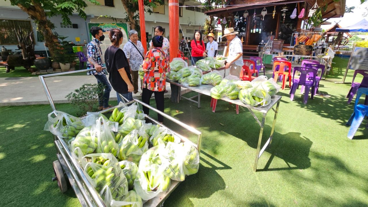 วัดท่าผา จ.ราชบุรี แจกจ่าย "กล้วยหอมทอง" ให้กับผู้ร่วมทำบุญ แถมได้เลขเด็ดลุ้นโชคเกี่ยวกับวัดดัง